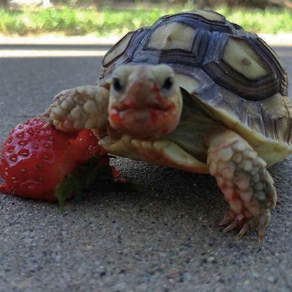 Meet your Posher, Victoria